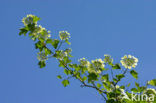 Gelderse roos (Viburnum opulus)