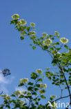 Gelderse roos (Viburnum opulus)