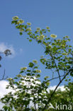 Guelder Rose