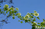Gelderse roos (Viburnum opulus)