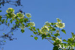 Guelder Rose