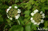 Guelder Rose