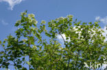 Guelder Rose