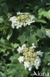 Gelderse roos (Viburnum opulus)