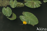 Yellow Waterlily (Nuphar lutea)