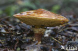 Gele ringboleet (Suillus grevillei) 