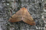 Gepluimde spanner (Colotois pennaria)