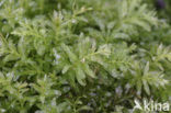 Hart’s-tongue Thyme-moss (Plagiomnium undulatum)