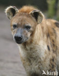 Gevlekte hyena (Crocuta crocuta)