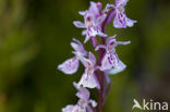 Gevlekte orchis (Dactylorhiza maculata) 