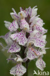 Gevlekte orchis (Dactylorhiza maculata) 