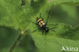 Spotted Longhorn Beetle (Leptura maculata)