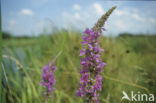 Purple Loosestrife (Lythrum salicaria)