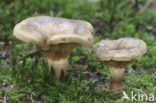 Brown Rollrim (Paxillus involutus)