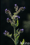 Alkanet (Anchusa officinalis)