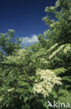 Gewone vlier (Sambucus nigra)