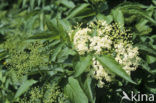 Gewone vlier (Sambucus nigra)