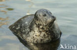 Common Seal (Phoca vitulina)