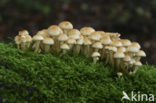 Sulphur tuft (Hypholoma fasciculare)