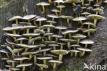 Sulphur tuft (Hypholoma fasciculare)