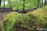 haircap moss (Polytrichum commune)