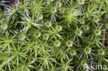 haircap moss (Polytrichum commune)