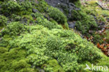 haircap moss (Polytrichum commune)