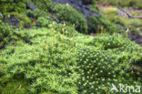 haircap moss (Polytrichum commune)