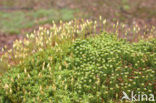 haircap moss (Polytrichum commune)