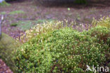 haircap moss (Polytrichum commune)
