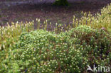 haircap moss (Polytrichum commune)