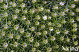 haircap moss (Polytrichum commune)