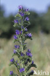 Viper’s-bugloss (Echium vulgare)