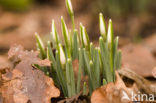 Gewoon sneeuwklokje (Galanthus nivalis)