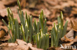 Common Snowdrop (Galanthus nivalis)