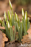 Gewoon sneeuwklokje (Galanthus nivalis)