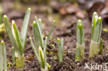 Gewoon sneeuwklokje (Galanthus nivalis)