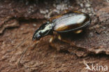 Gewoon Viervlekpriempje (Bembidion tetracolum)