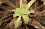 Foxglove (Digitalis purpurea)