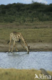 Giraffe (Giraffa camelopardalis spec.)