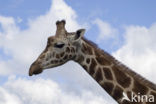 Giraffe (Giraffa camelopardalis)