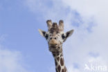 Giraffe (Giraffa camelopardalis)