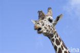 Giraffe (Giraffa camelopardalis)