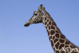 Giraffe (Giraffa camelopardalis)