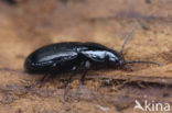 ground beetle (Pterostichus diligens)
