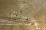 Grey Lag-Goose (Anser anser)