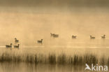 Grey Lag-Goose (Anser anser)