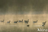 Grey Lag-Goose (Anser anser)