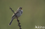 Grauwe Gors (Miliaria calandra) 