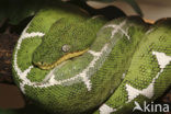 Emerald tree boa (Corallus caninus)